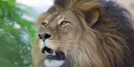 Lionofjudah