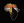 KalshiAfrica