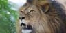 Lionofjudah